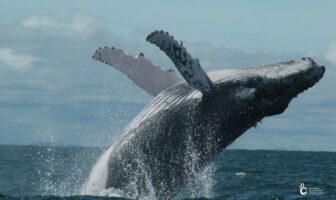 Abierto el plazo para obtener autorización de observación de ballenas jorobadas