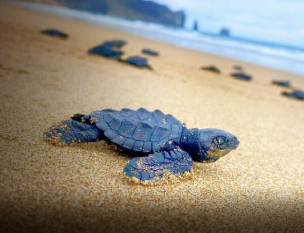Ministerio de Medio Ambiente lanza en Miches temporada de tortuga tinglar para promover su conservación
