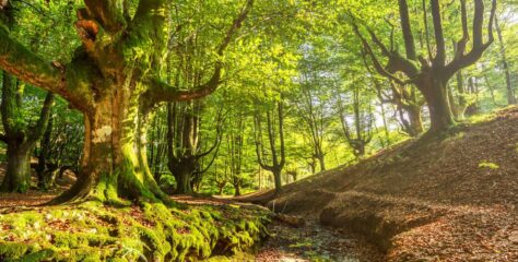 Día Internacional de los bosques